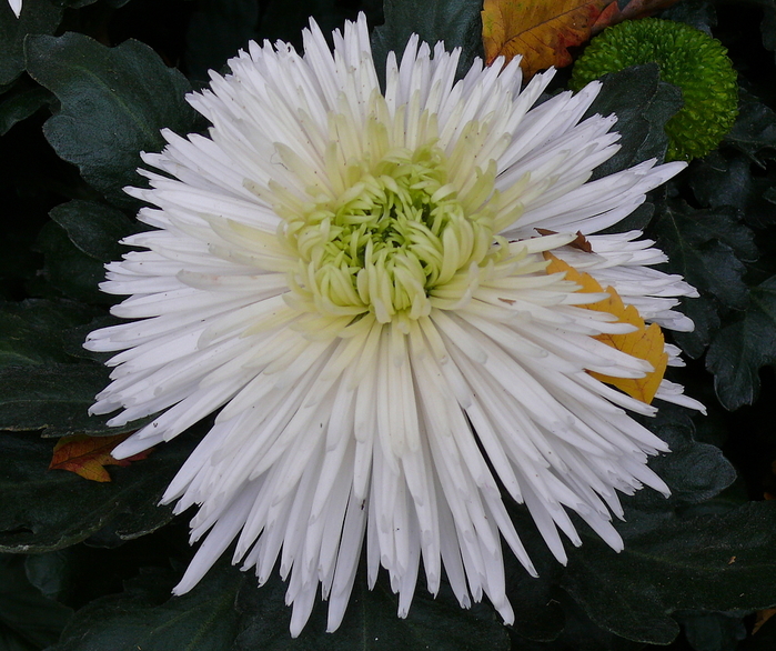 Chrysantheme weiß.jpg.227233 (900x786, 393Kb)