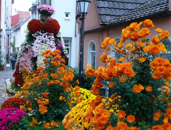 chrysanthemumfestival_lahr_germany.009-001 (900x730, 181Kb)