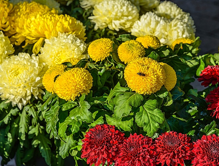 herbstliche-chrysanthemenschau-in-lahr (900x732, 223Kb)