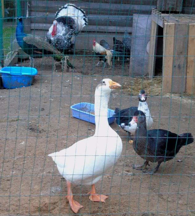 DSC03952 (632x700, 459Kb)