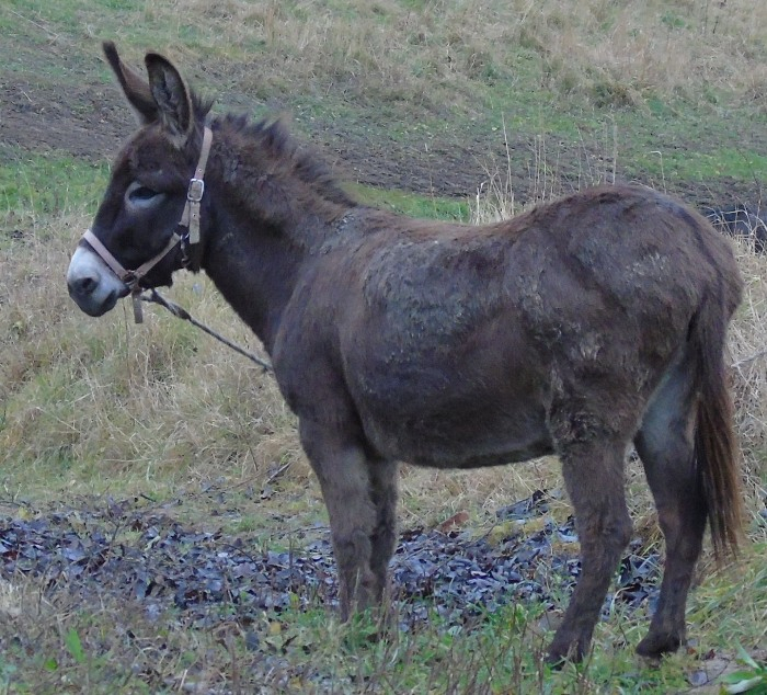 DSC04046 (700x634, 468Kb)