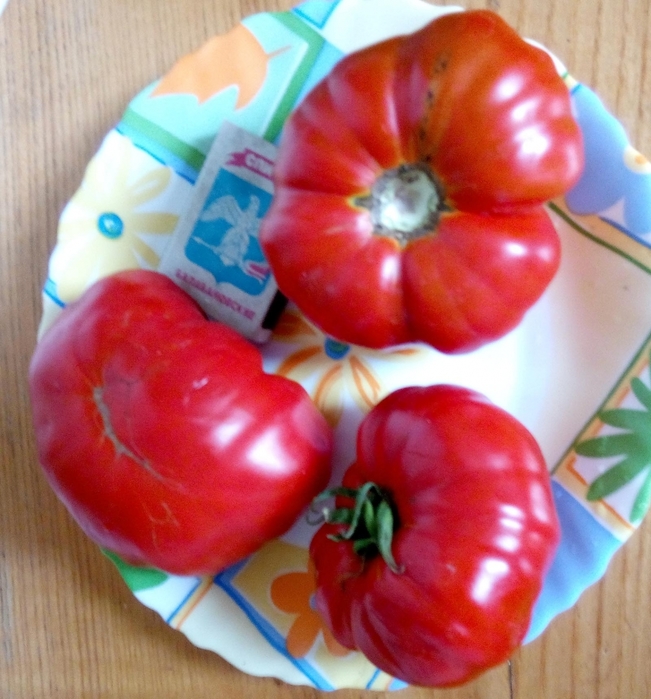Флорентийская красавица томат описание и фото