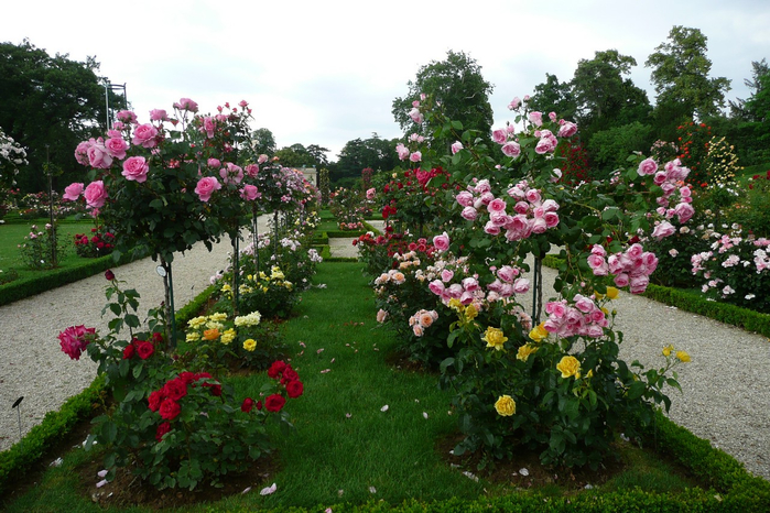 Фото розы утро парижа