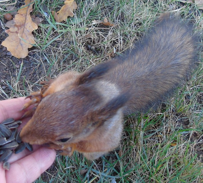 DSC02954 (700x632, 537Kb)