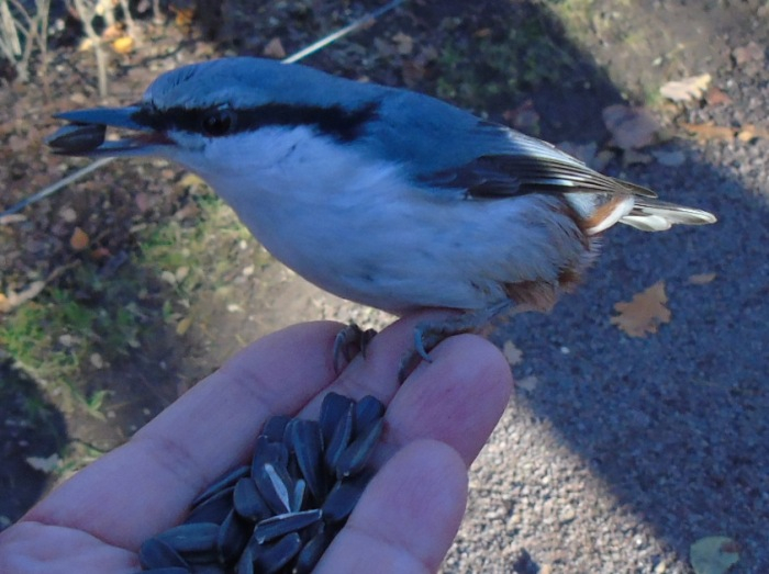 DSC03024 (700x523, 307Kb)