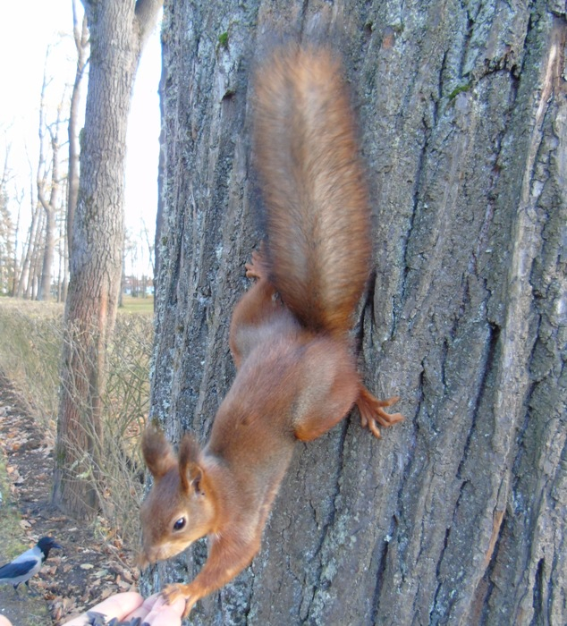 DSC03085 (634x700, 510Kb)