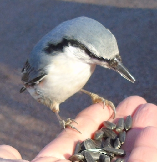 DSC03106 (502x517, 204Kb)