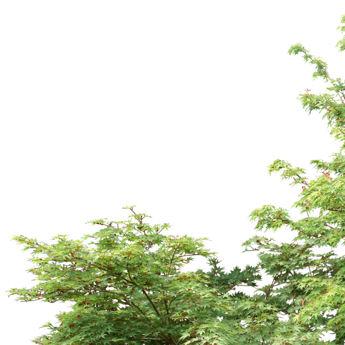 kisspng-tree-shrub-rendering-plant-branch-bushes-5ab452c992c044.7865696615217671136011 (699x700, 508Kb)