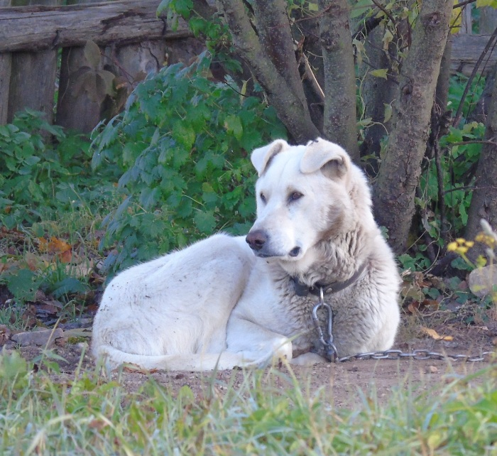 DSC02433 (700x642, 485Kb)