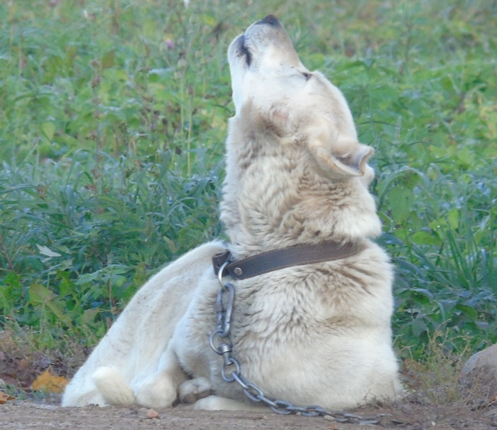 DSC02438 (700x605, 408Kb)