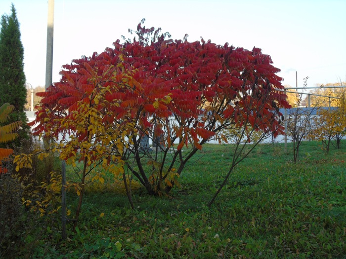 DSC02445 (700x525, 443Kb)