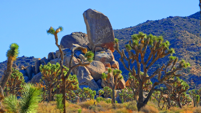 dsc06963 (700x393, 446Kb)