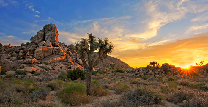joshua-tree-national-park-wallpaper-9 (700x360, 274Kb)