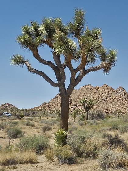 420px-Joshua_Tree_Nationalpark_P4130402 (420x560, 94Kb)