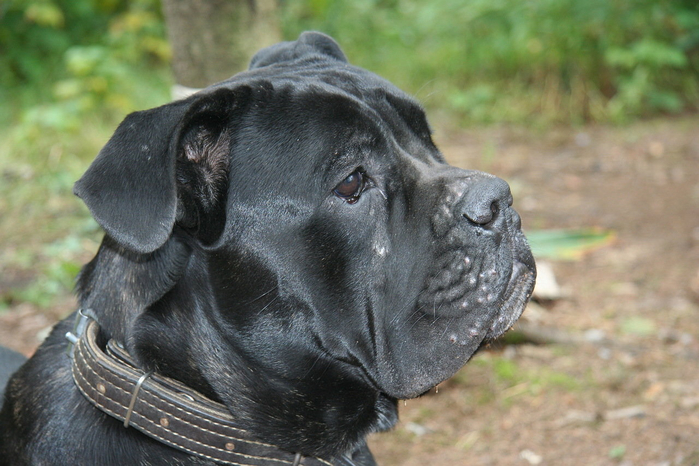 IMG_0193 (700x466, 360Kb)