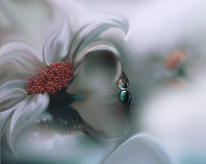 J-Nan-Macro-11 (700x557, 199Kb)