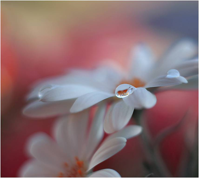 J-Nan-Macro-14 (700x623, 210Kb)