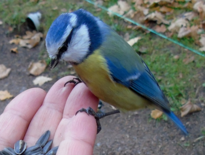 DSC03271 (700x532, 302Kb)