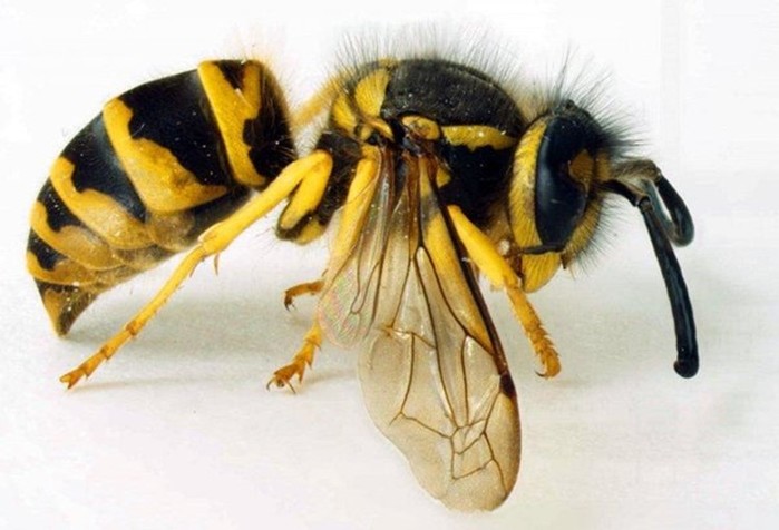 10 самых опасных насекомых в мире