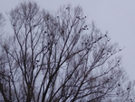  IMG_20181204_154522 (700x525, 433Kb)