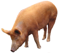 pig_PNG2207 