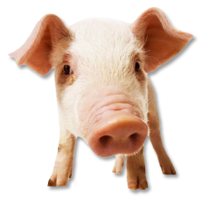 pig_PNG2209 
