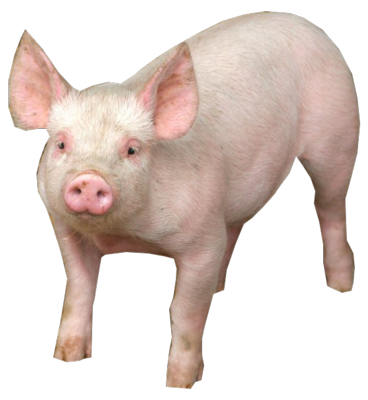 pig_PNG2211 