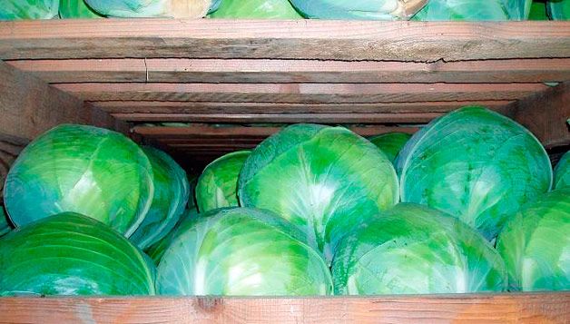 kak-hranit-kapustu-pogrebe-zimoj_13 (628x357, 51Kb)