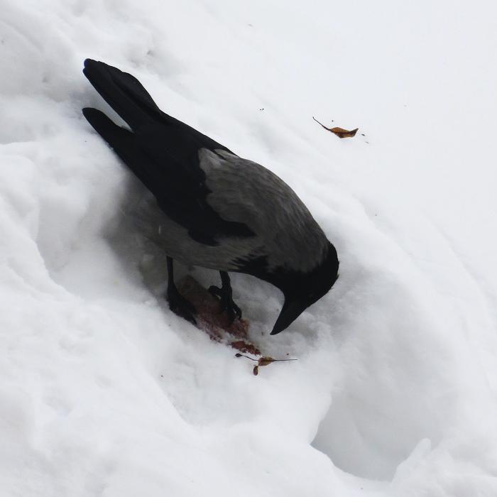 Жила ворона в заколоченном на зиму ларьке