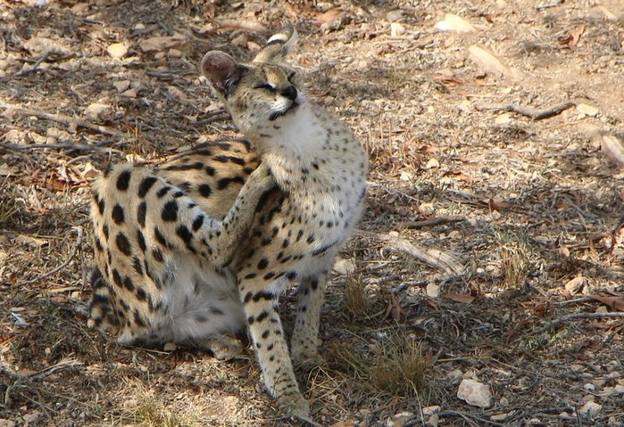4752699_serval6 (700x479, 154Kb)