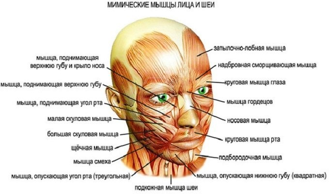анатомия-лица (679x400, 155Kb)