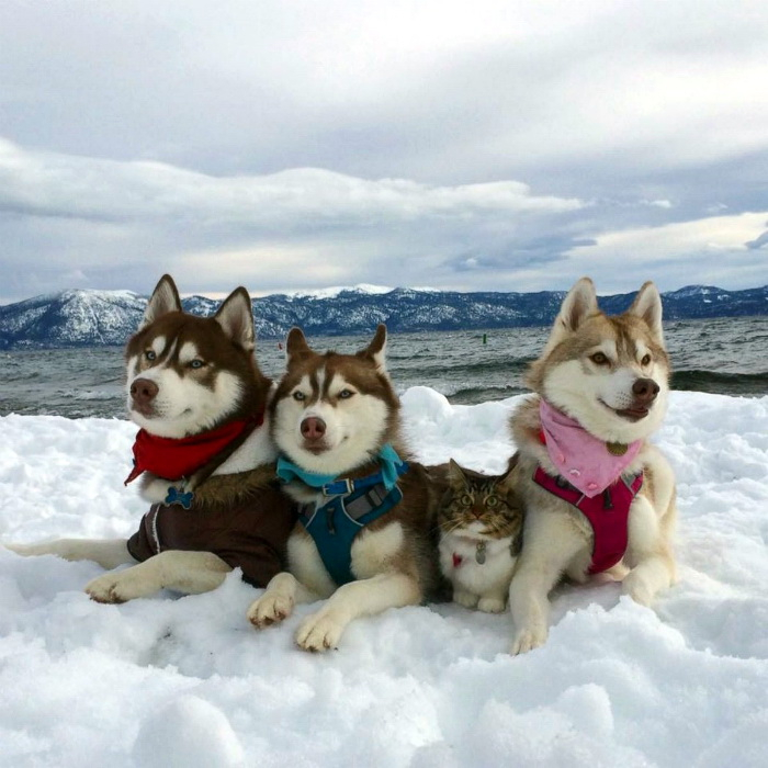 11ridiculoustricksofanimals (700x700, 297Kb)