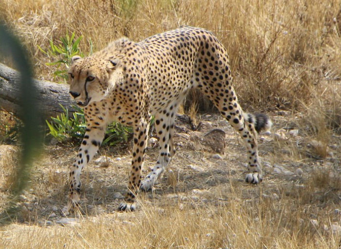 4752699_gepard2k (700x513, 115Kb)