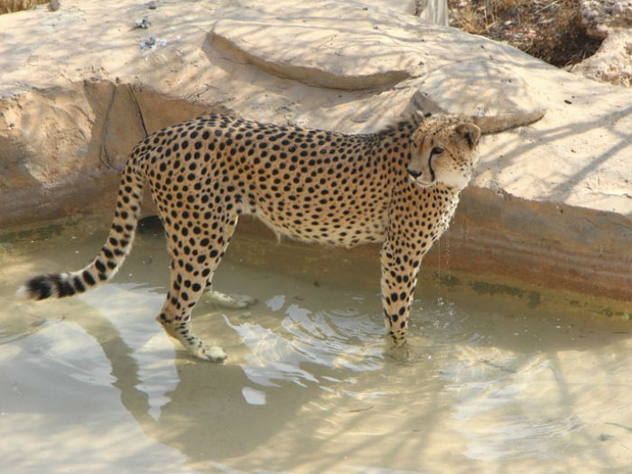 4752699_gepard1k (700x525, 83Kb)