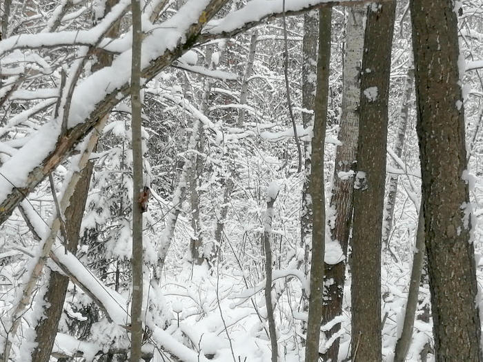 6469237_2018122301 (700x525, 109Kb)