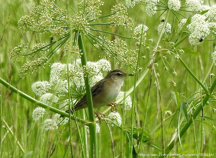 DSCN5424 (700x513, 393Kb)