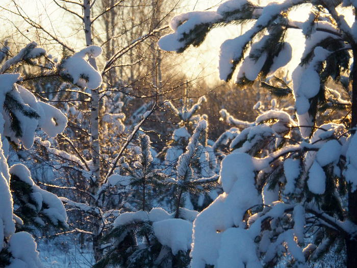 6469237_2018123006 (700x525, 111Kb)