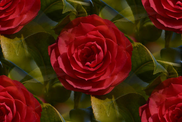 plant-flower-petal-rose-flora-floribunda-macro-photography-flowering-plant-garden-roses-rose-family-land-plant-rosa-centifolia-camellia-sasanqua-japanese-camellia-121249 (600x404, 150Kb)