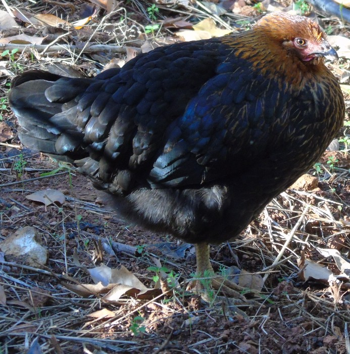 DSC05477 (693x700, 575Kb)