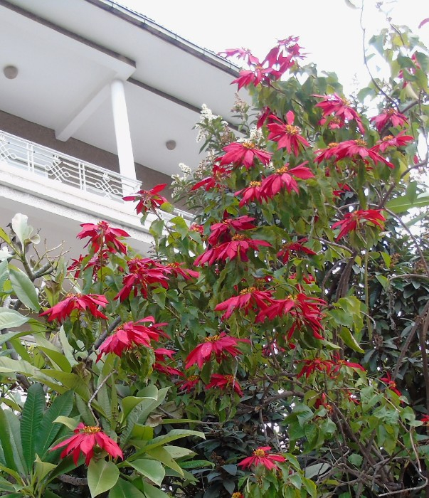 DSC05599 (603x700, 526Kb)