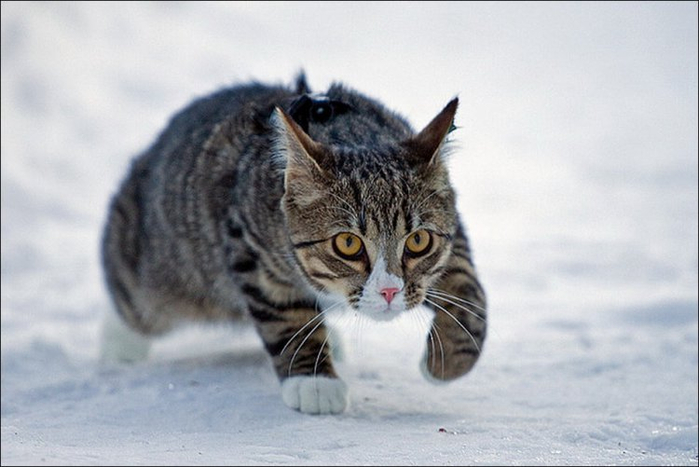 cat_in_snow_020 (700x467, 243Kb)