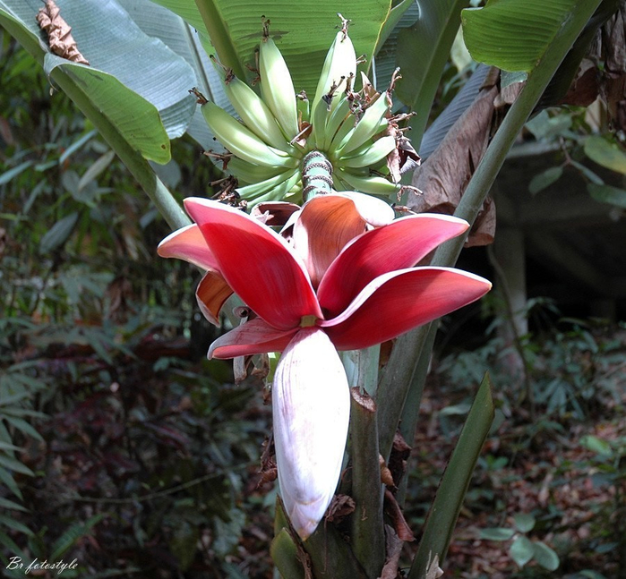 Как цветет банан фото в природе фото