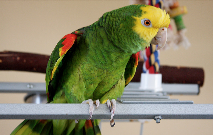 6104771_parrot1 (699x445, 106Kb)