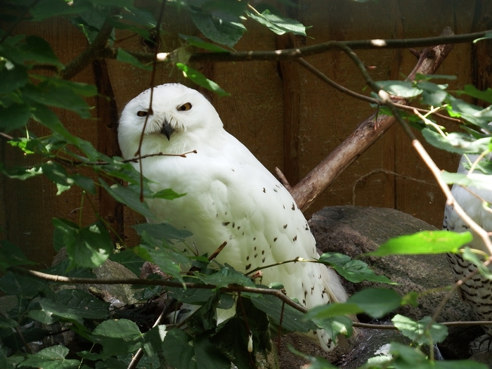 6313355_photo321704 (700x525, 271Kb)