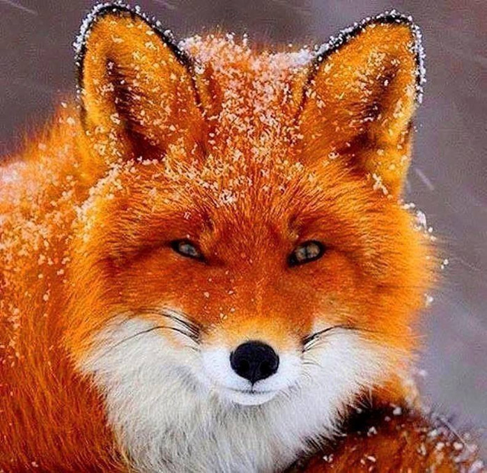 image (600x579, 188Kb)