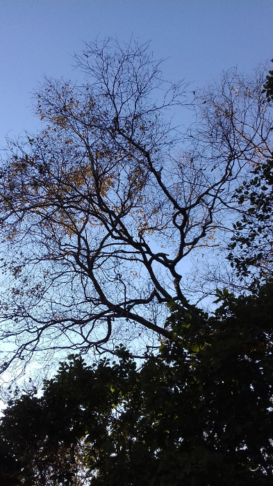 20181009_165722 (393x700, 409Kb)