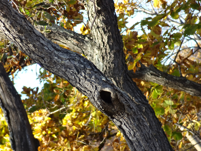 DSC00101 (700x525, 551Kb)