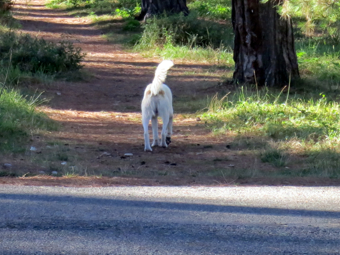 IMG_4930 (700x525, 460Kb)