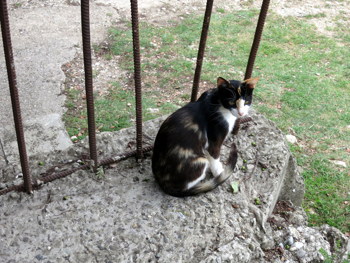 IMG_4968 (700x525, 553Kb)