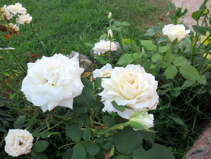 IMG_4936 (700x525, 448Kb)